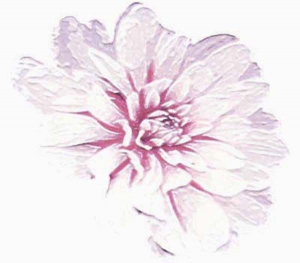 Snow_flower_large