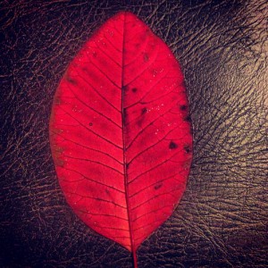 Autumn bright red leaf