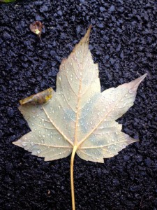 Sad leaf on the floor, raining.
