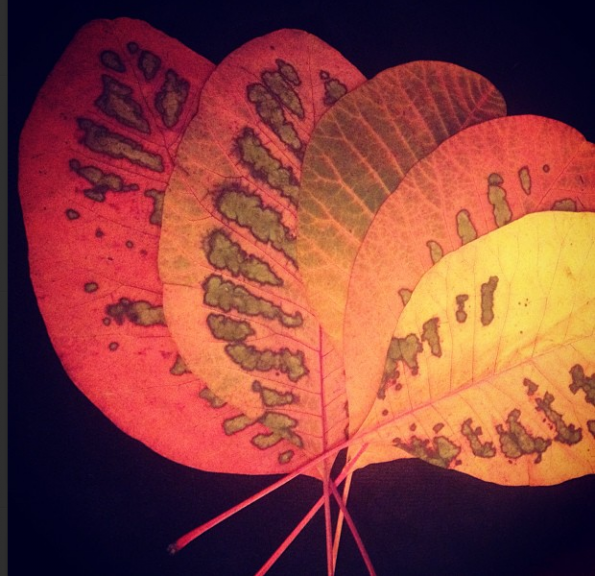 Autumn Leaves