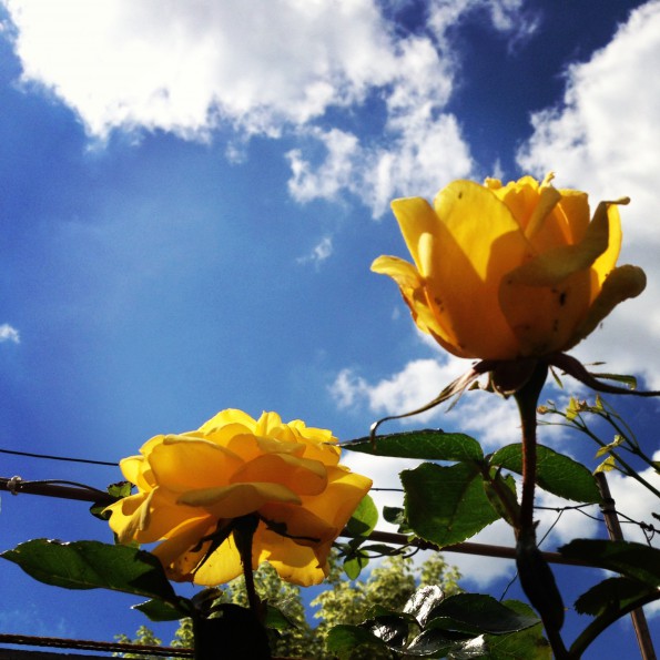 Yellow Flowers